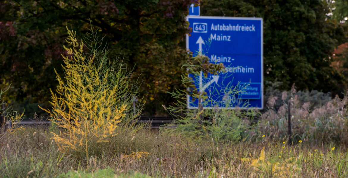 Das Naturschutzgebiet "Mainzer Sand" und die Autobahn A643
