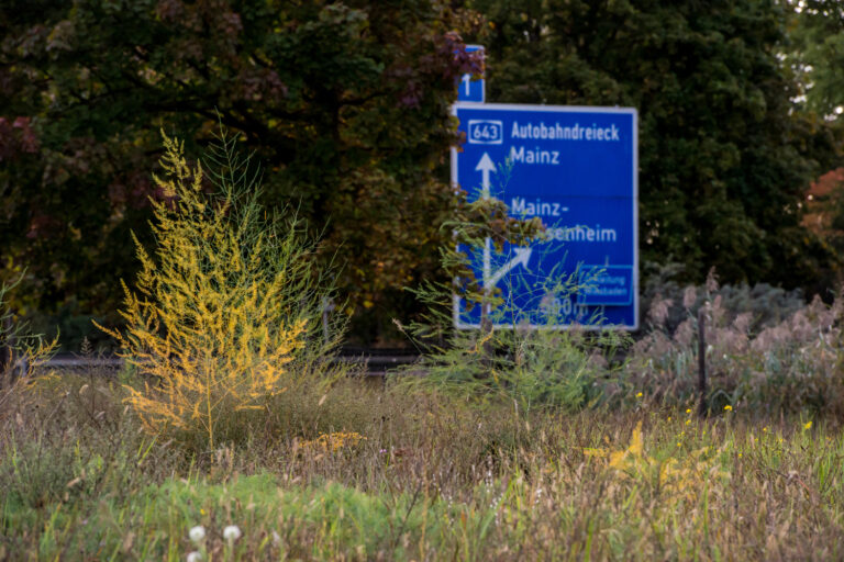 Das Naturschutzgebiet "Mainzer Sand" und die Autobahn A643