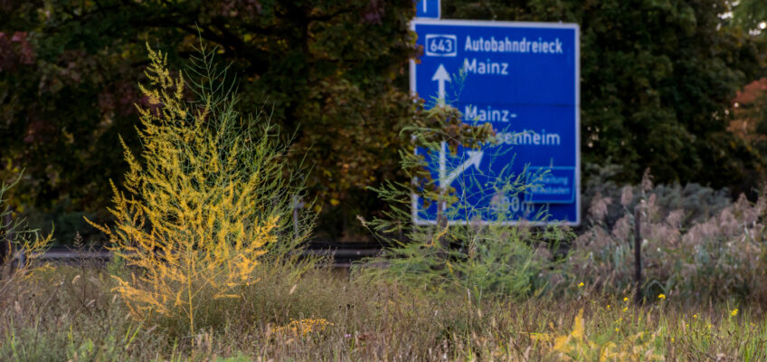 Das Naturschutzgebiet "Mainzer Sand" und die Autobahn A643